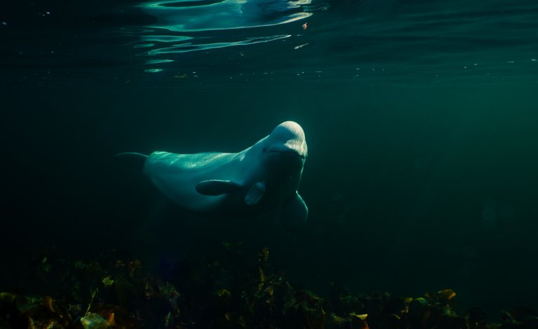 foto. undervannsfoto av en hvit hval som ser mot kamera